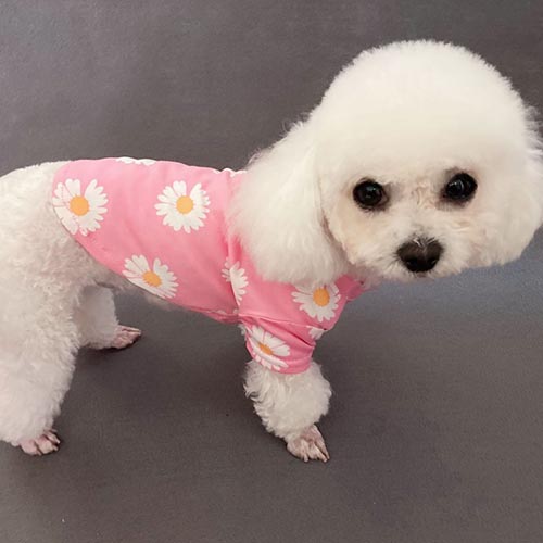 ピースマイナスワン 犬服 ウェア オシャレ 雛菊 ペットの服 Tシャツ 夏用 韓国gd ドッグウェア 小型犬用